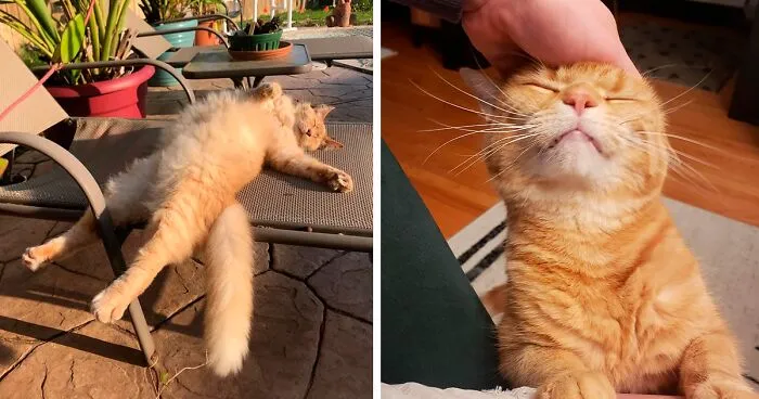 95 Photos Of Ginger Cats To Leave You Feline Good