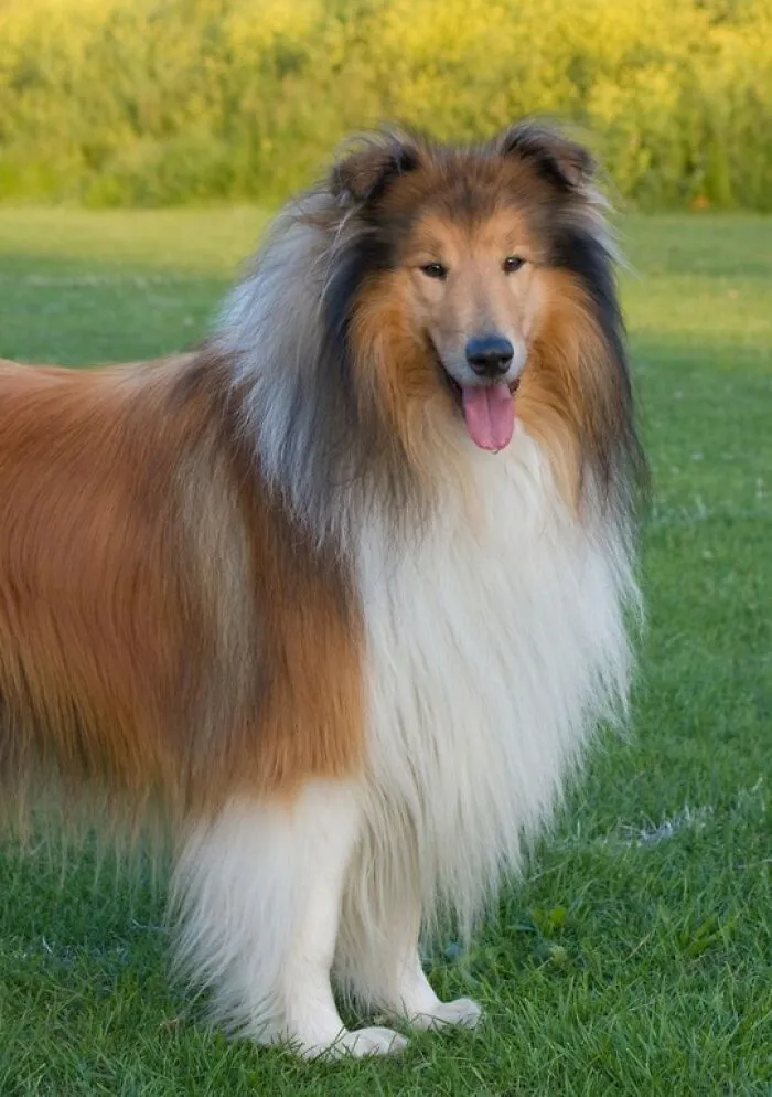 Lassie