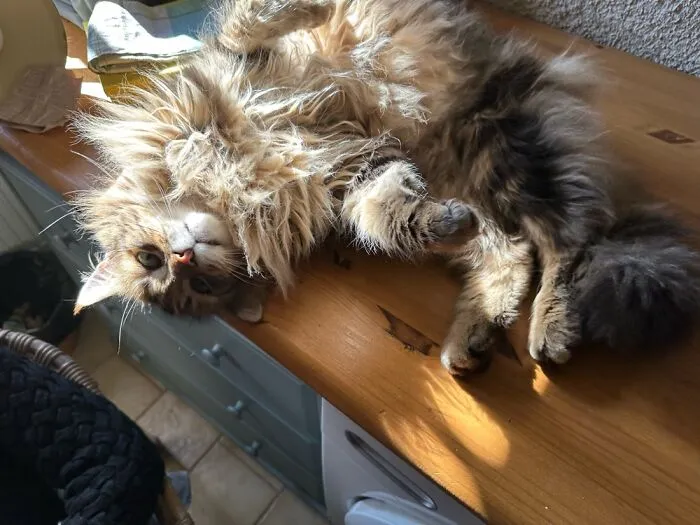 Lola Miss Fluffy