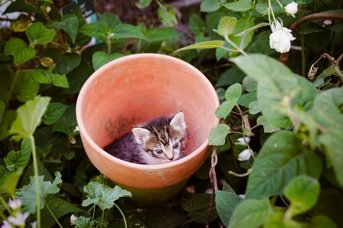 Garden "Helper"