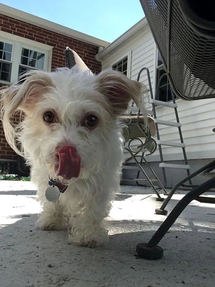 Lickin