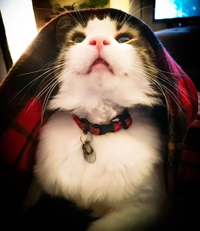 Jedi