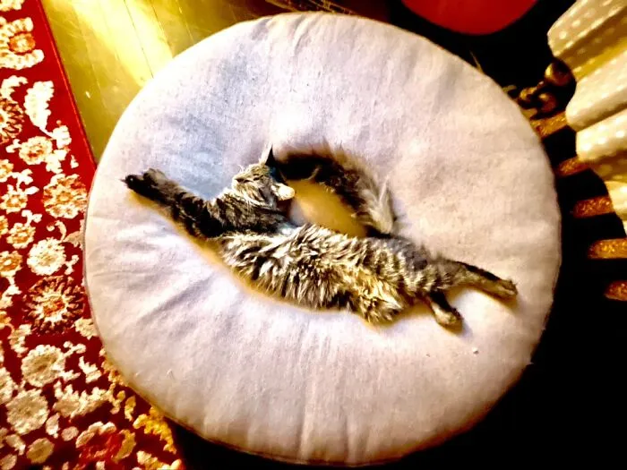 He’s A Donut
