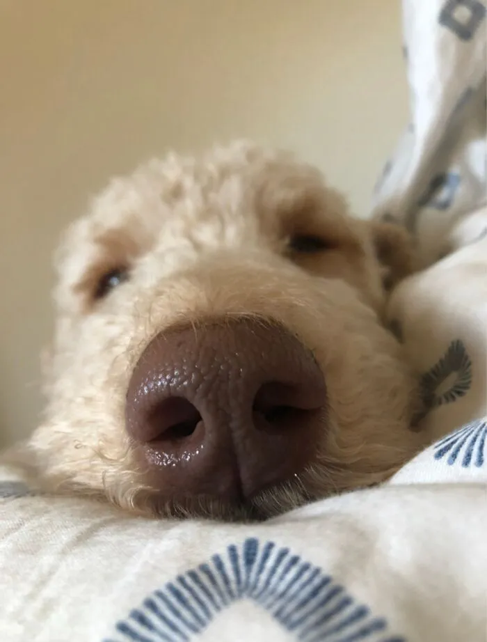 *boop*