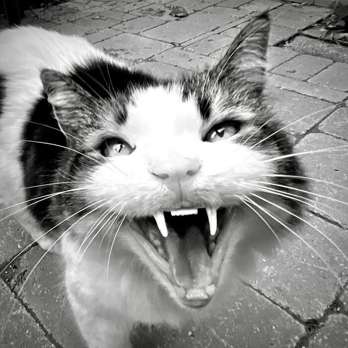 Fang