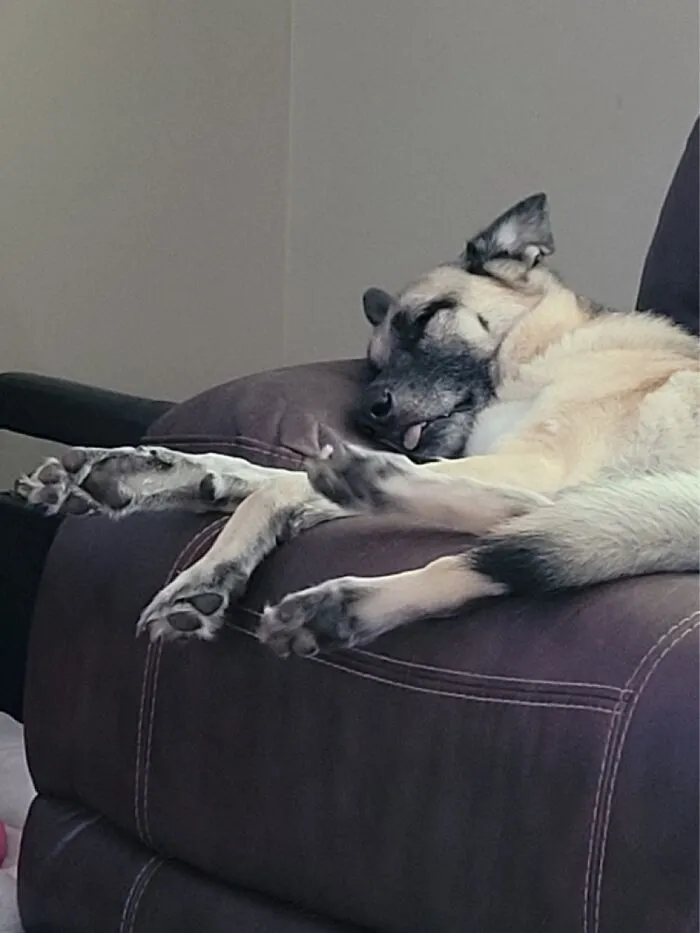Sleeping With His Tongue Hanging Out