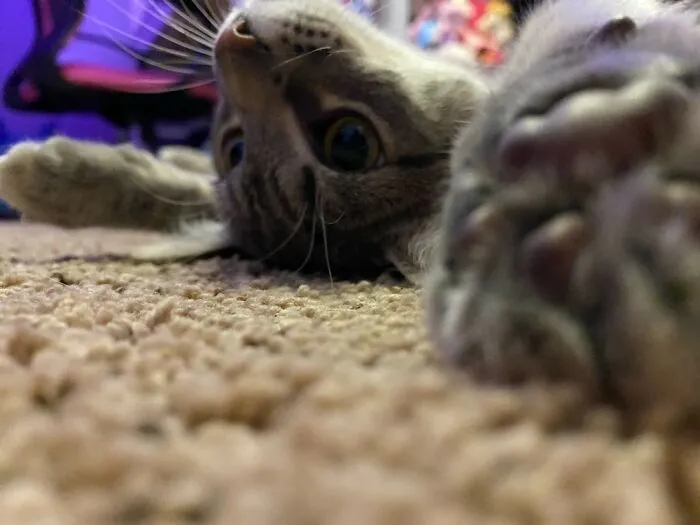 My Goofy Cat