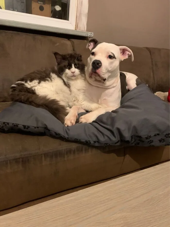 The Brother From Another Mother And His Standard “Cuddle Buddy”