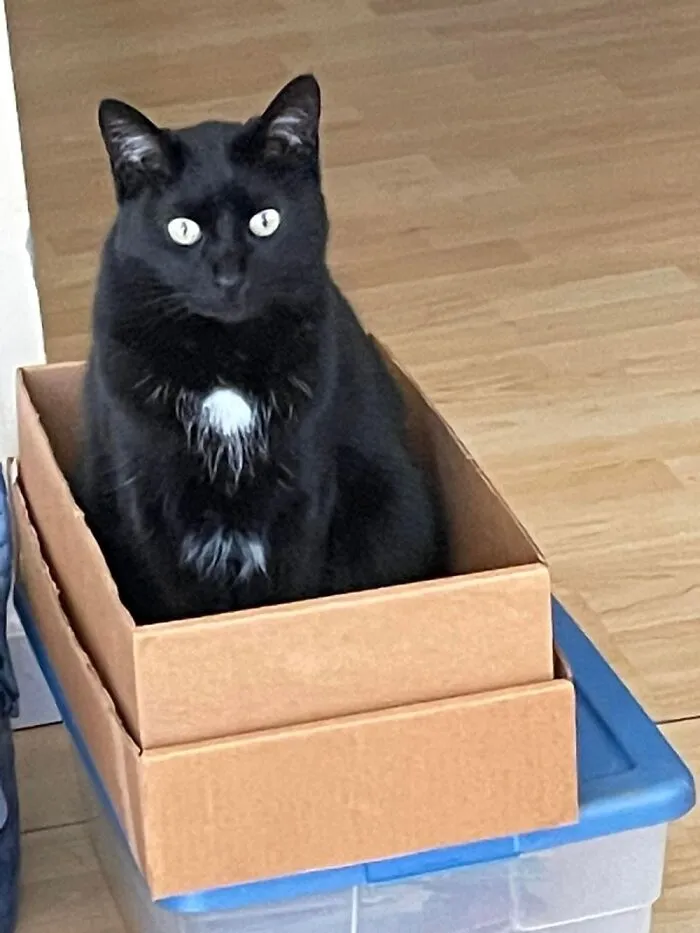 If It Fits, I Sits