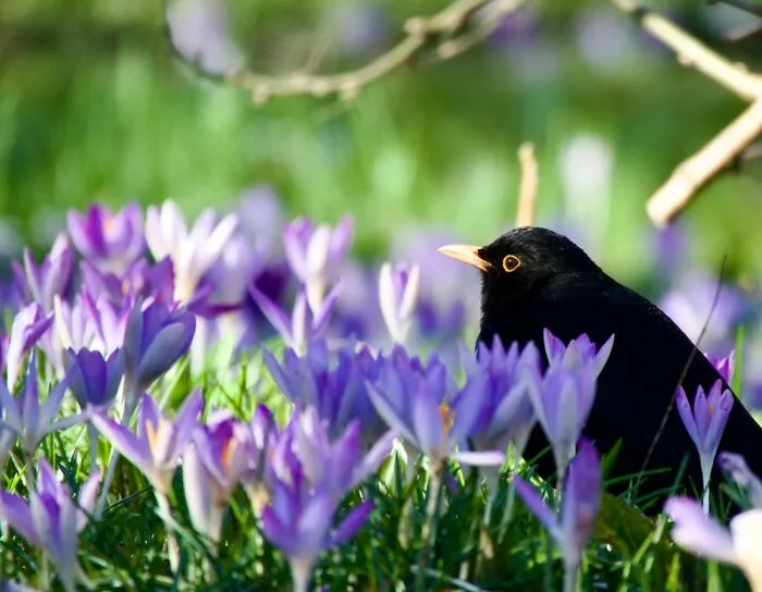 Blackbird Sitting Among Crocuses