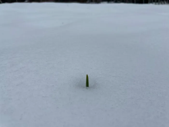 My Garlic Poking Through The Snow, Vancouver Island, Bc