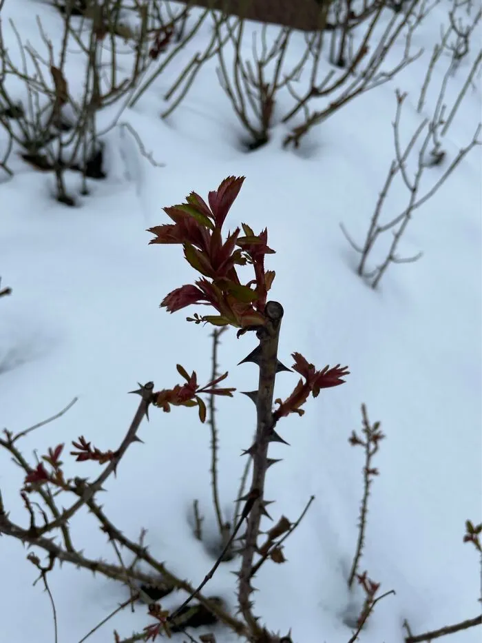 Roses Waking Up!!