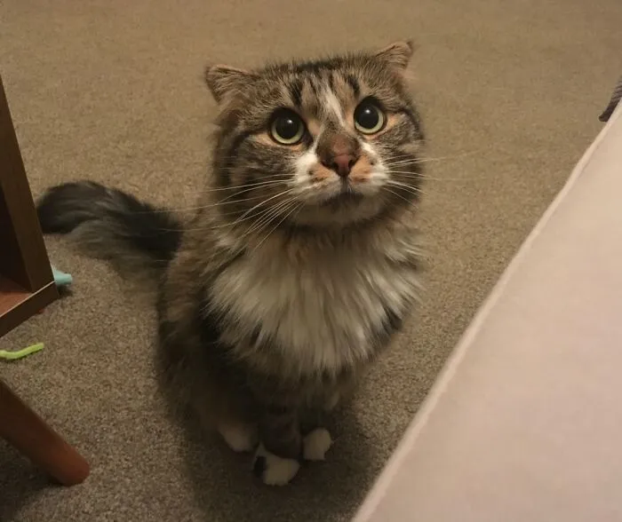 My Cat Telling Me It’s Bedtime