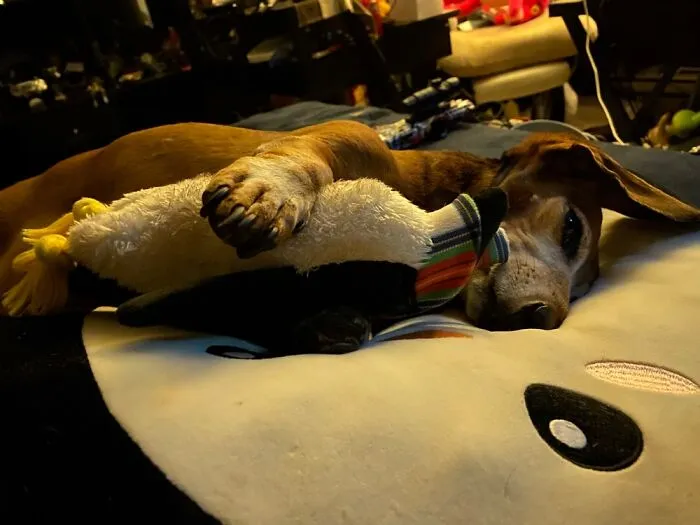 Penguin Snuggles On His Penguin Bed!