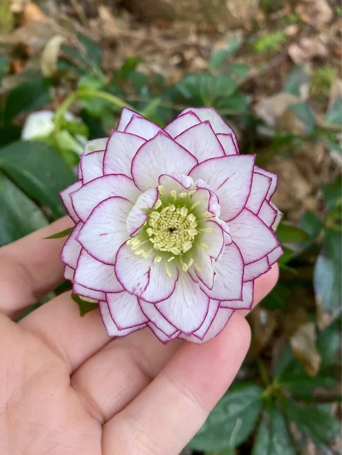 Fire And Ice Hellebore