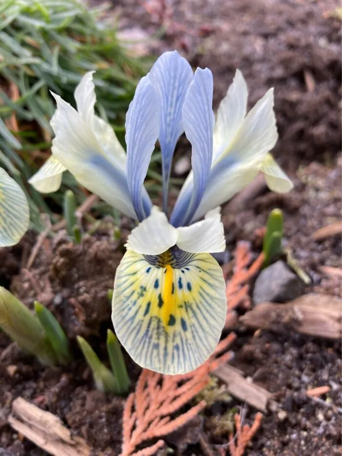 Iris