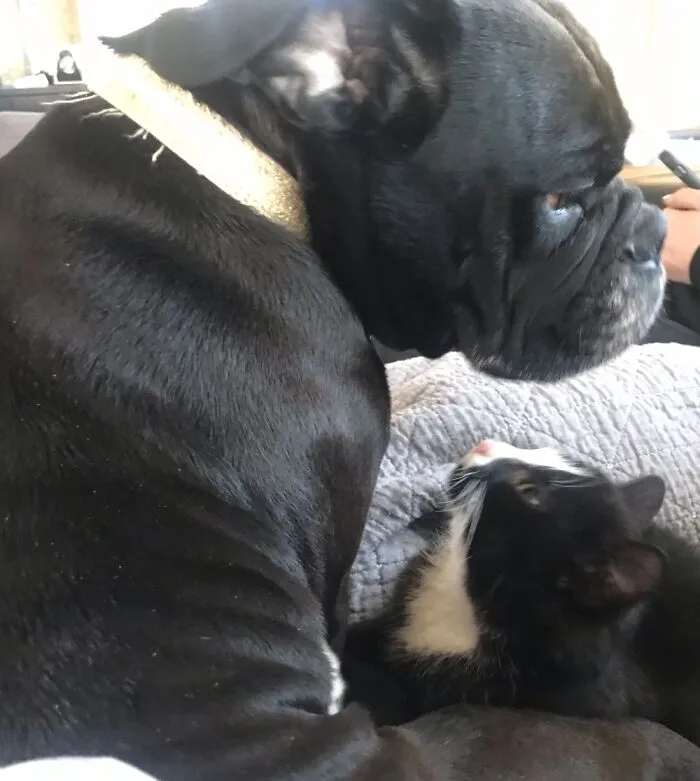 Miss Agnes And Oreo. Its Her Brother From Another Mother
