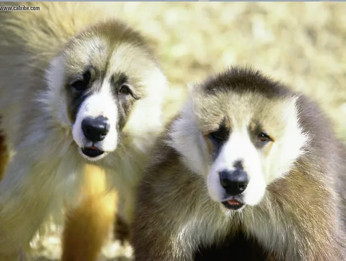 Good Boys