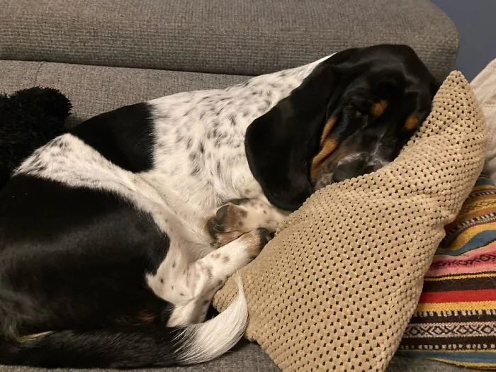 My Dog Fred
