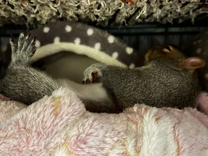 My Squirrel