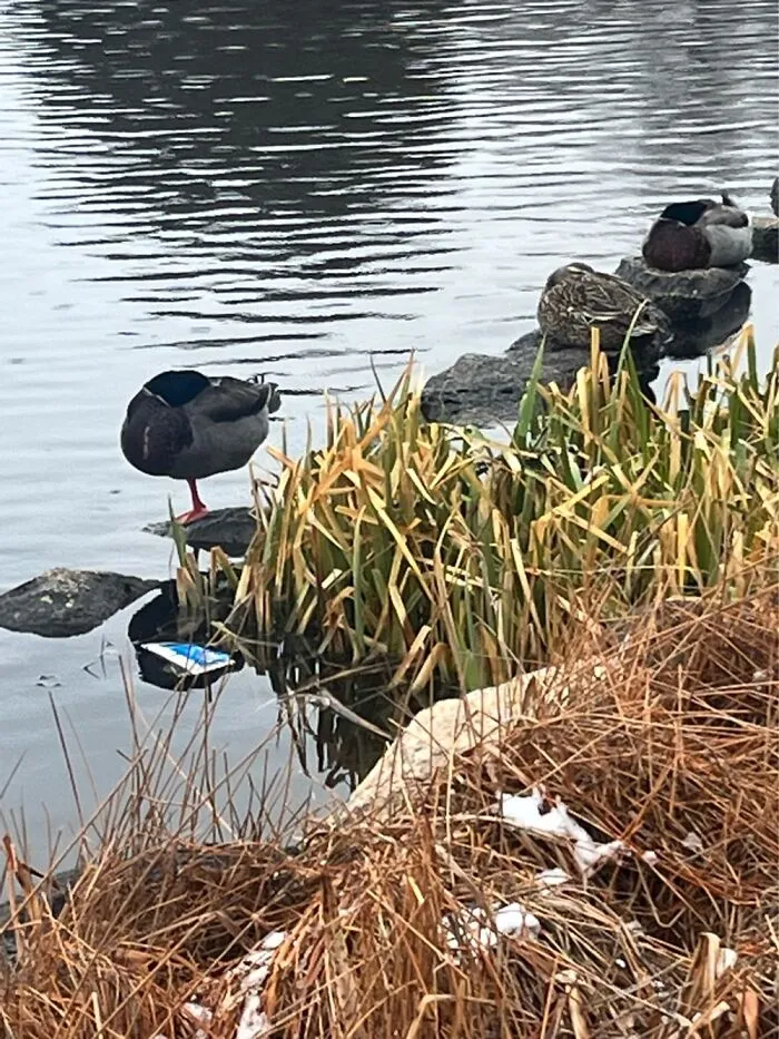 Ducks