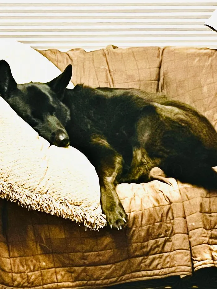 Ember Dog 10 Yo Gsd/Pyrenees