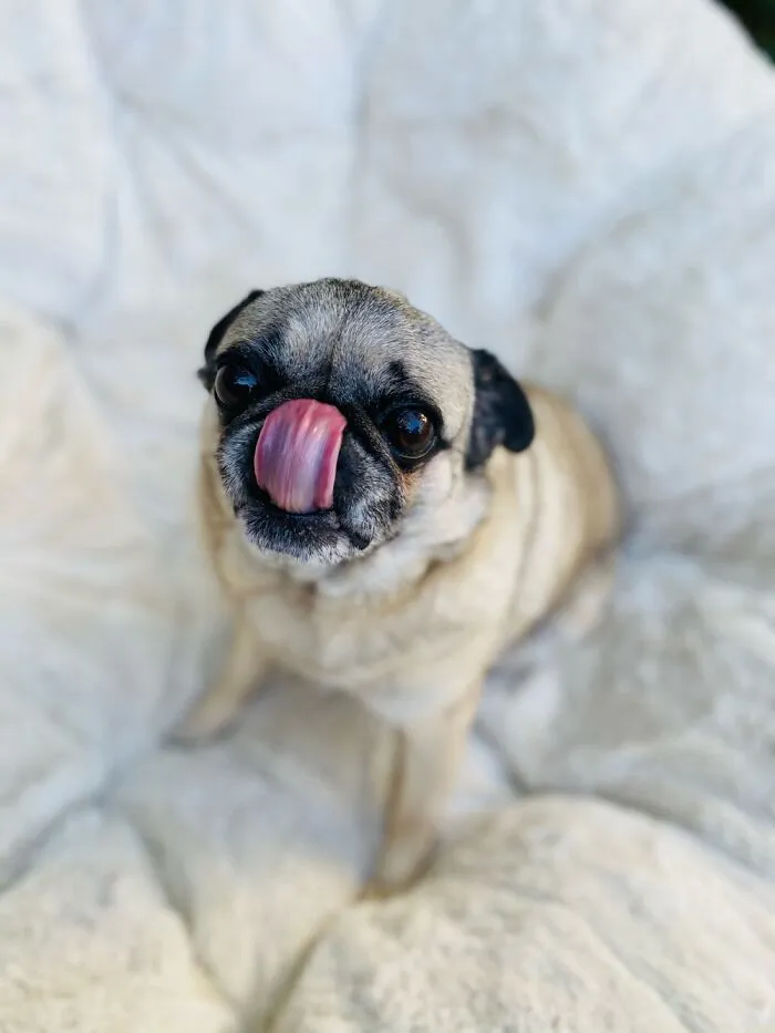 Glynda The Good Pug