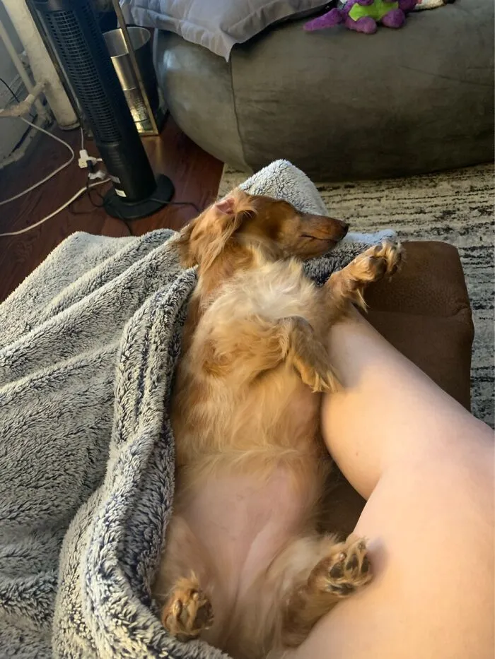 Lakoda Enjoying Afternoon Nap!