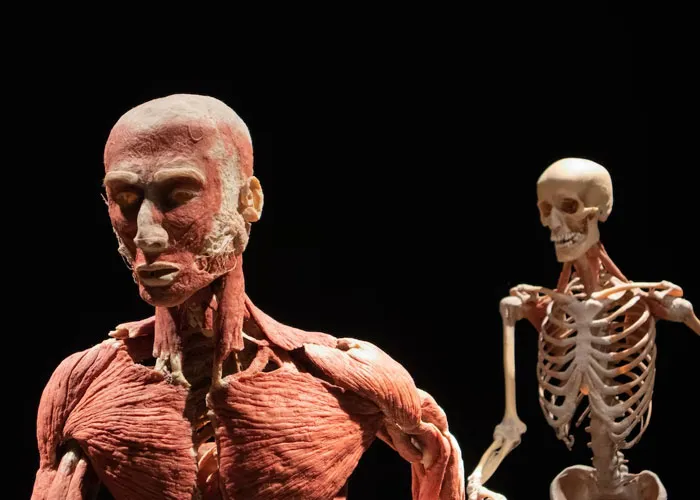 “Human Body Facts That Will 100% Trigger You”: 27 Obscure Yet Terrifying Facts About Us Revealed By This TikToker