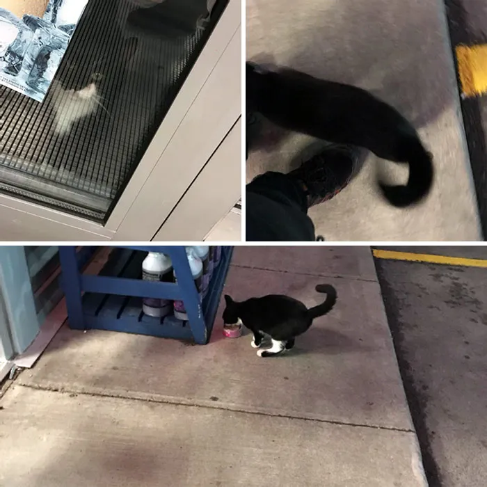 Parte de mis tareas del turno de noche en mi trabajo es dar de comer a los gatos de fuera que vienen todas las noches
