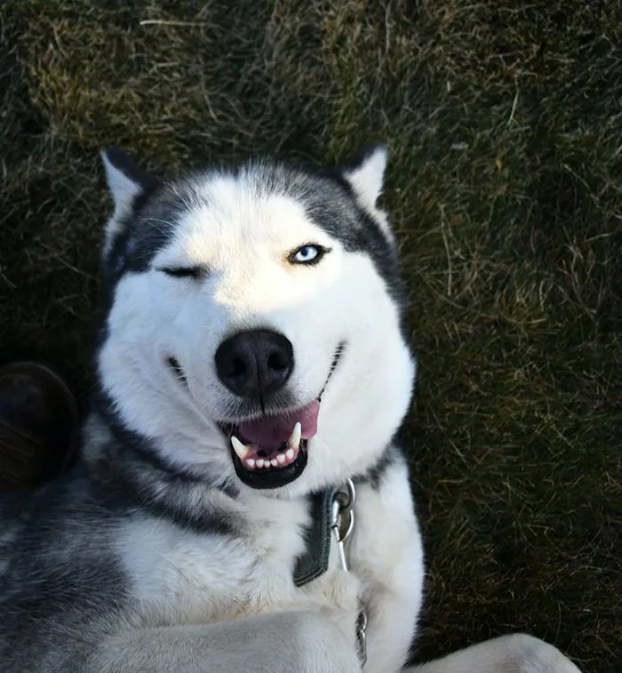 60 Dramatic Pets Whose Drama Queen Skills Are On Point
