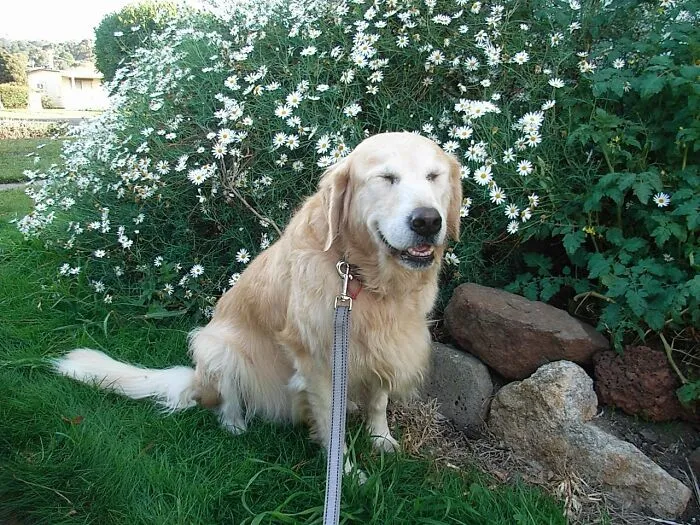 Laughing Honey