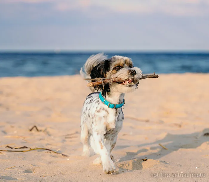 “[Would I Be The Jerk] For Not Going On A Family Vacation Because My Brother Wants To Bring His Dog”