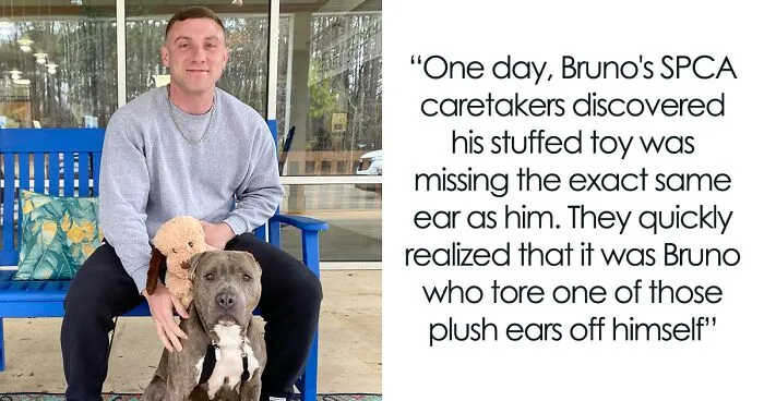 Meet Bruno, A One-Eared Pitbull Who Went Viral After His Caretakers Discovered He Had Pulled Out The Same Ear From His Plush Toy