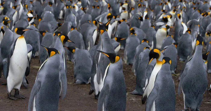 36 Penguin Facts That Shed Some Light On These Awesome Birds