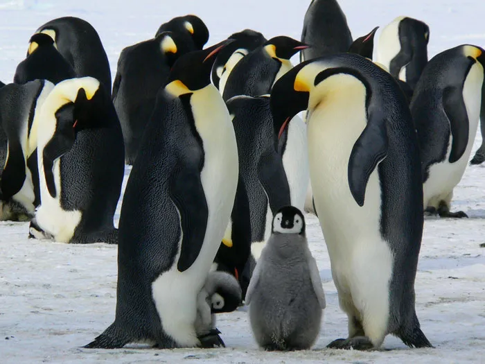 36 Penguin Facts That Shed Some Light On These Awesome Birds