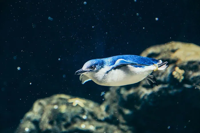 36 Penguin Facts That Shed Some Light On These Awesome Birds