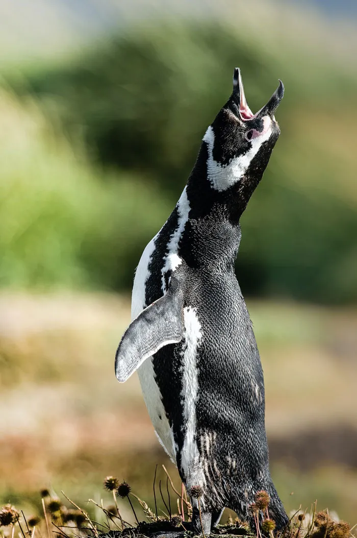 36 Penguin Facts That Shed Some Light On These Awesome Birds