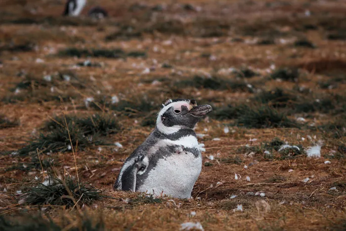 36 Penguin Facts That Shed Some Light On These Awesome Birds