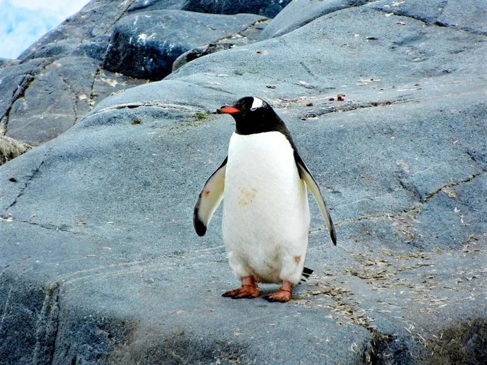 36 Penguin Facts That Shed Some Light On These Awesome Birds