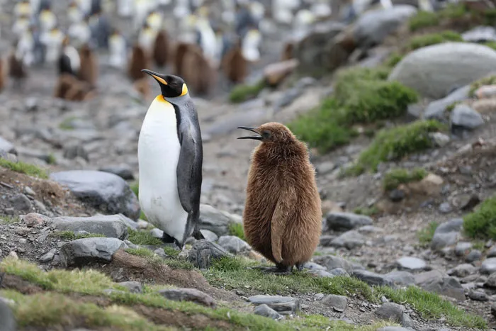36 Penguin Facts That Shed Some Light On These Awesome Birds