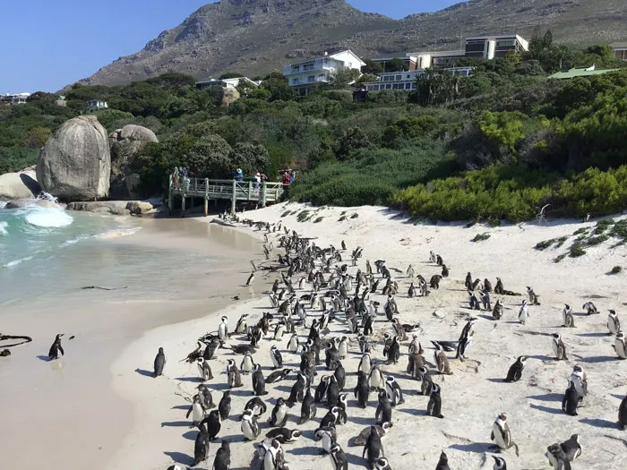36 Penguin Facts That Shed Some Light On These Awesome Birds