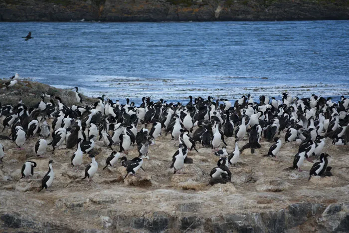 36 Penguin Facts That Shed Some Light On These Awesome Birds