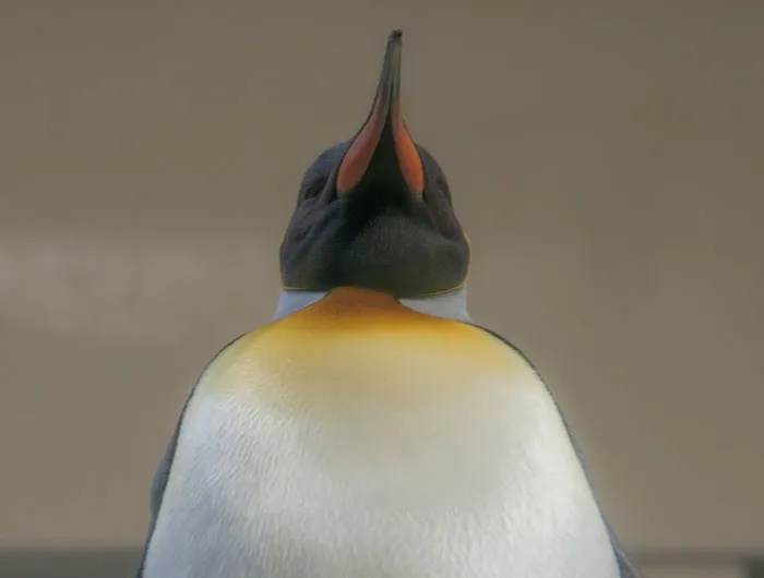36 Penguin Facts That Shed Some Light On These Awesome Birds