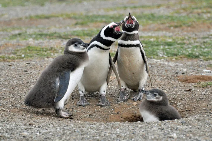 36 Penguin Facts That Shed Some Light On These Awesome Birds