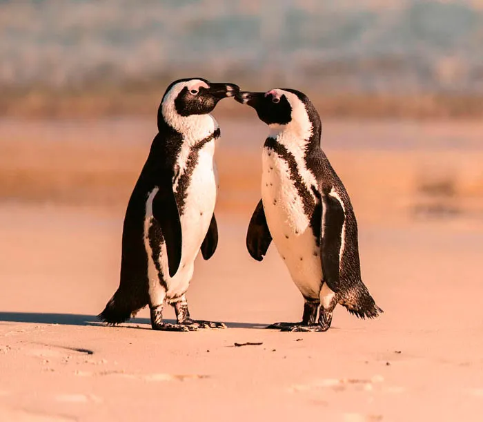 36 Penguin Facts That Shed Some Light On These Awesome Birds