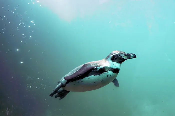 36 Penguin Facts That Shed Some Light On These Awesome Birds