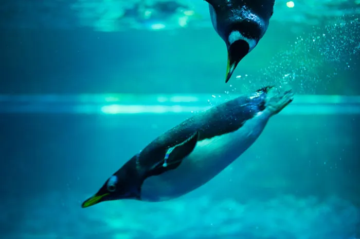 36 Penguin Facts That Shed Some Light On These Awesome Birds