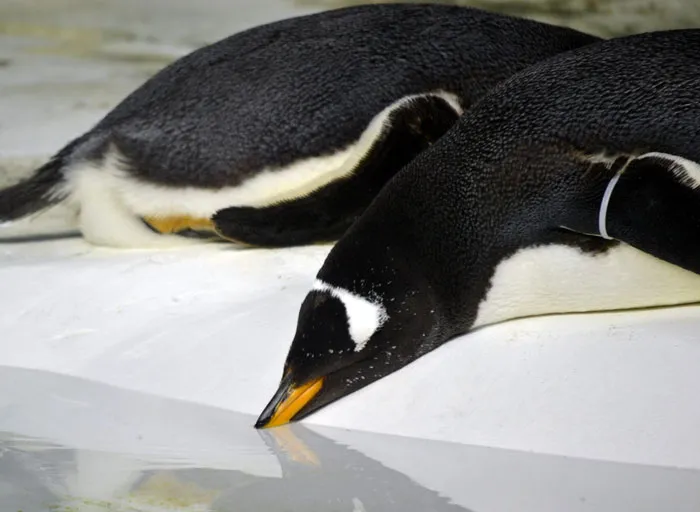 36 Penguin Facts That Shed Some Light On These Awesome Birds