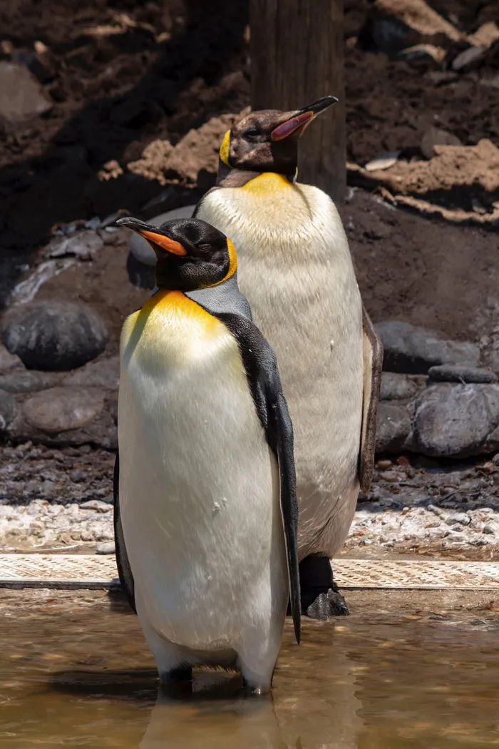 36 Penguin Facts That Shed Some Light On These Awesome Birds